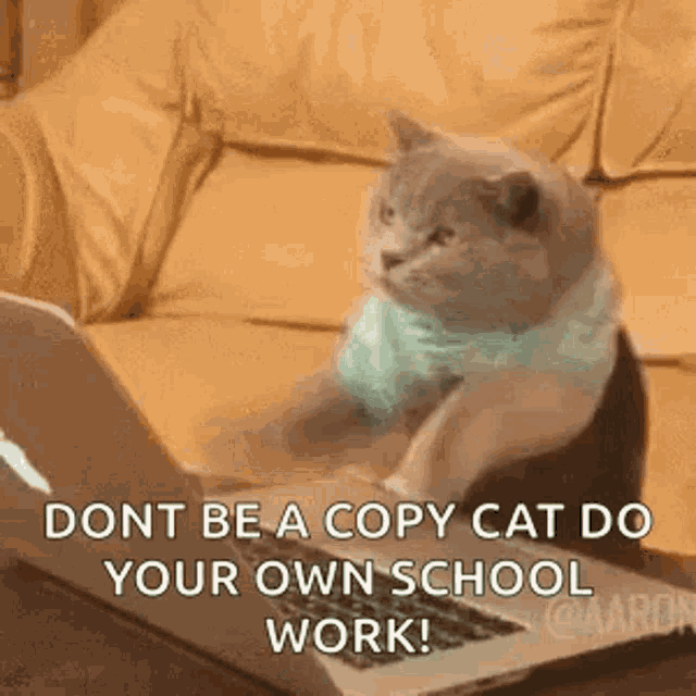 Cat typing meme